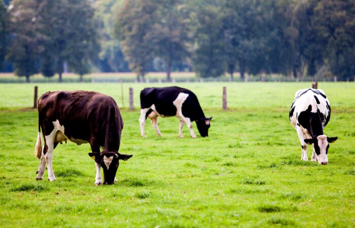 PASOŻYTY PRZEŻUWACZY