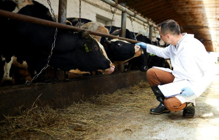 KETOZA - choroba metaboliczna krów