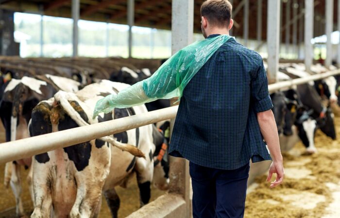 ZATRZYMANIE ŁOŻYSKA U KRÓW