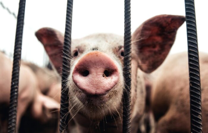 PLEUROPNEUMONIA - wysoce zaraźliwe zapalenia płuc