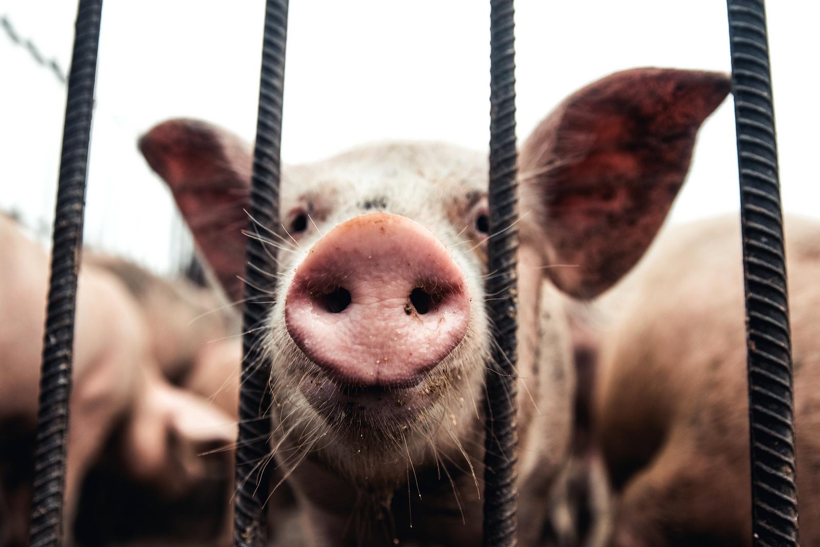 PLEUROPNEUMONIA - wysoce zaraźliwe zapalenia płuc