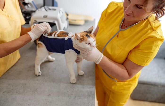 Sterylizacja i kastracja