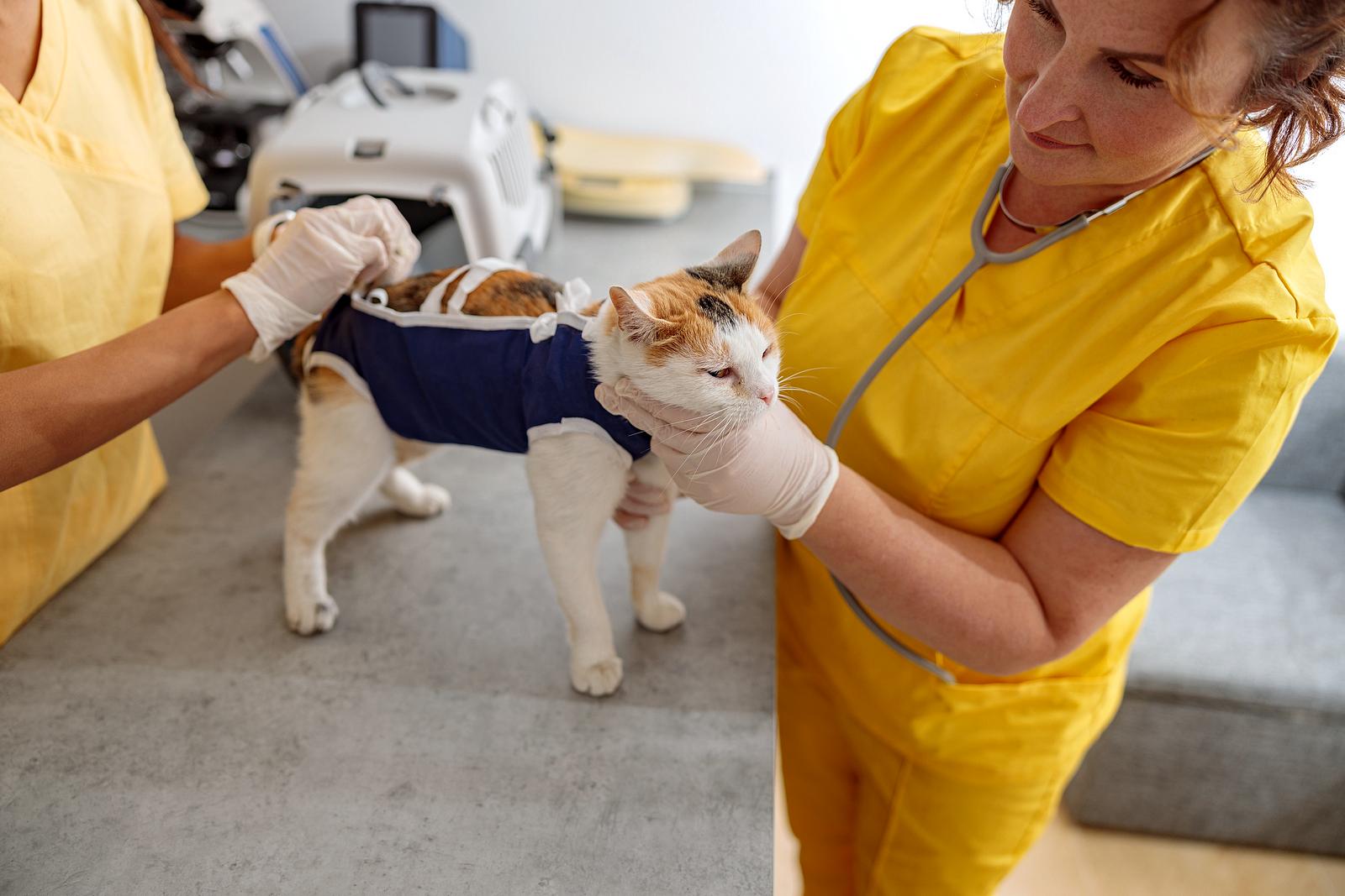 Sterylizacja i kastracja