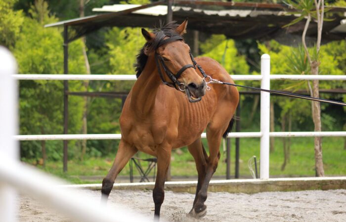 KOLKA - MORZYSKO U KONI