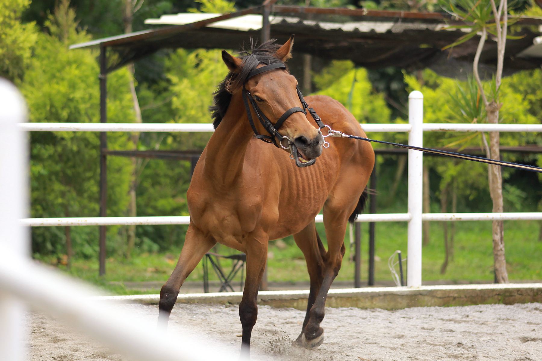 KOLKA - MORZYSKO U KONI