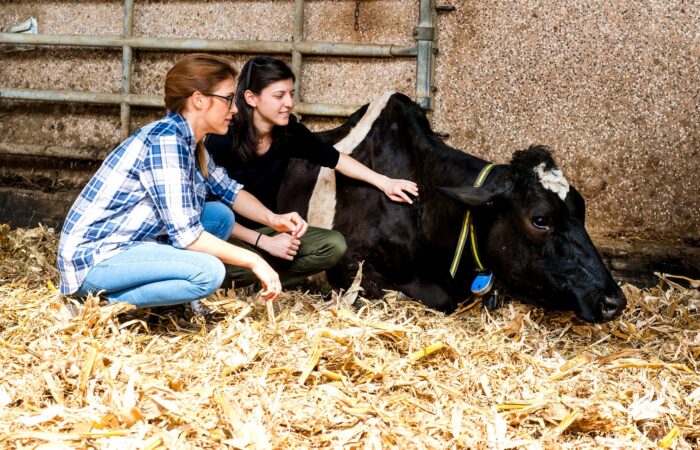 Lewostronne przemieszczenie trawieńca