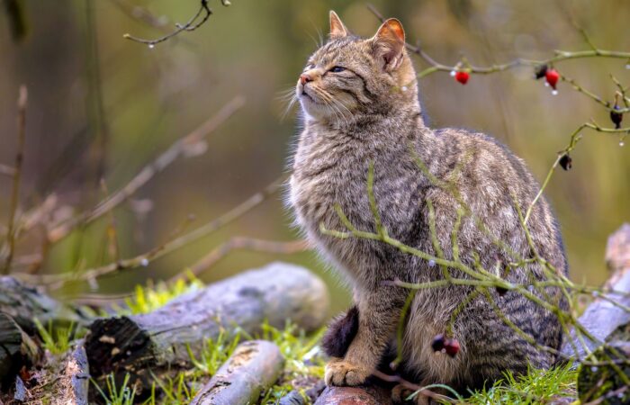 Psy jak i koty, które spędzają dużo czasu poza domem, mogą zostać ukąszone lub użądlone.