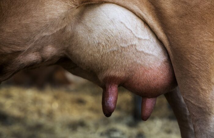 Jest bardzo powszechną chorobą w stadach krów mlecznych i jedną z najważniejszych chorób powodujących straty w przemyśle mleczarskim na całym świecie.