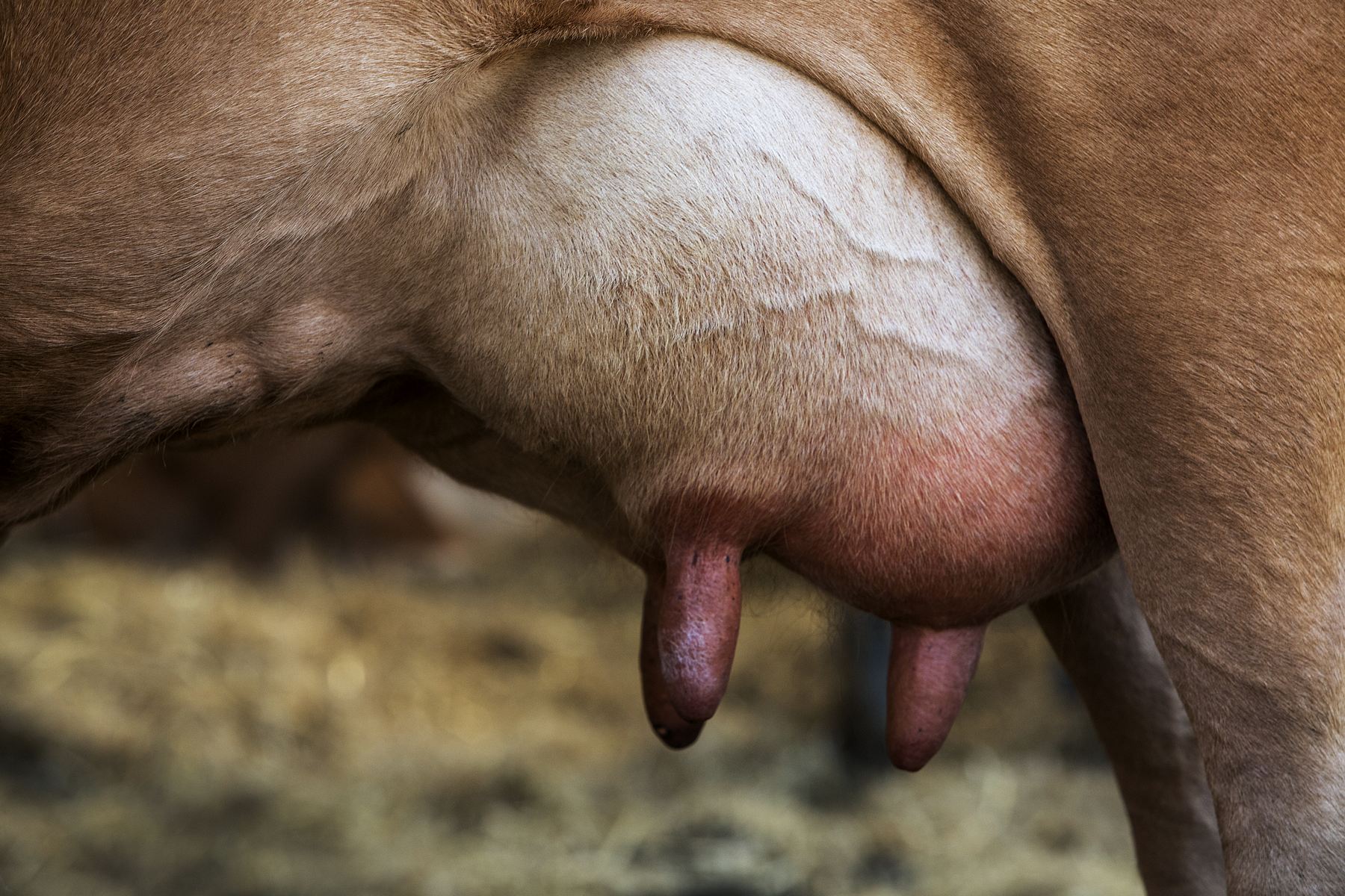 Jest bardzo powszechną chorobą w stadach krów mlecznych i jedną z najważniejszych chorób powodujących straty w przemyśle mleczarskim na całym świecie.