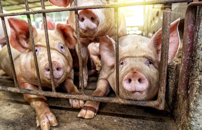 KANIBALIZM TRZODY CHLEWNEJ