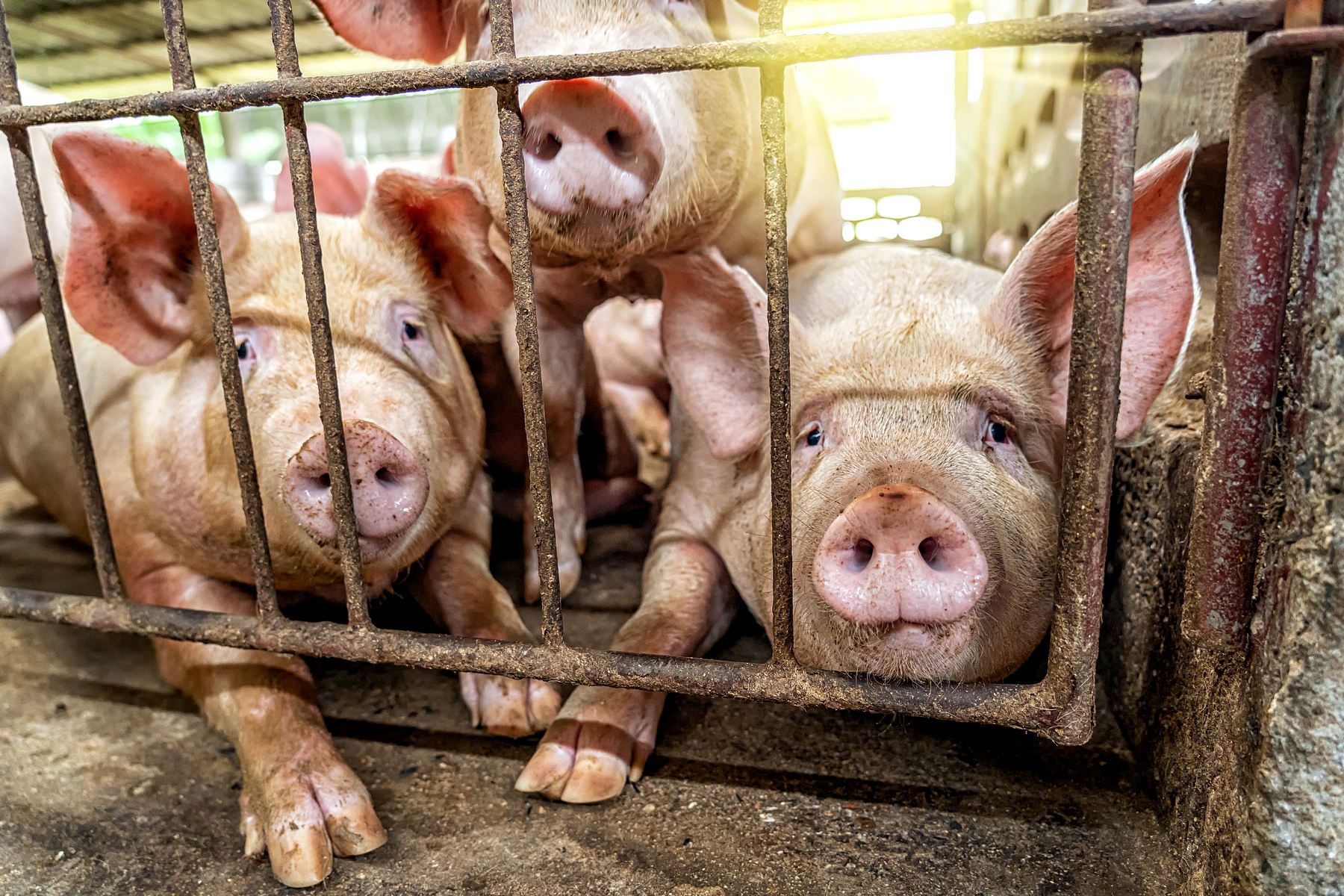 KANIBALIZM TRZODY CHLEWNEJ